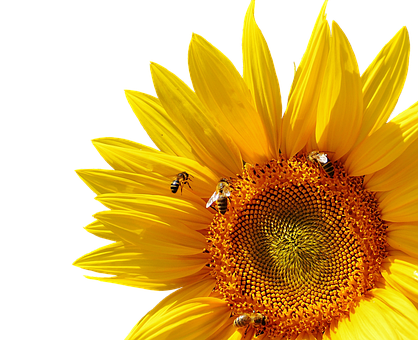 Sunflowerand Bees Black Background PNG