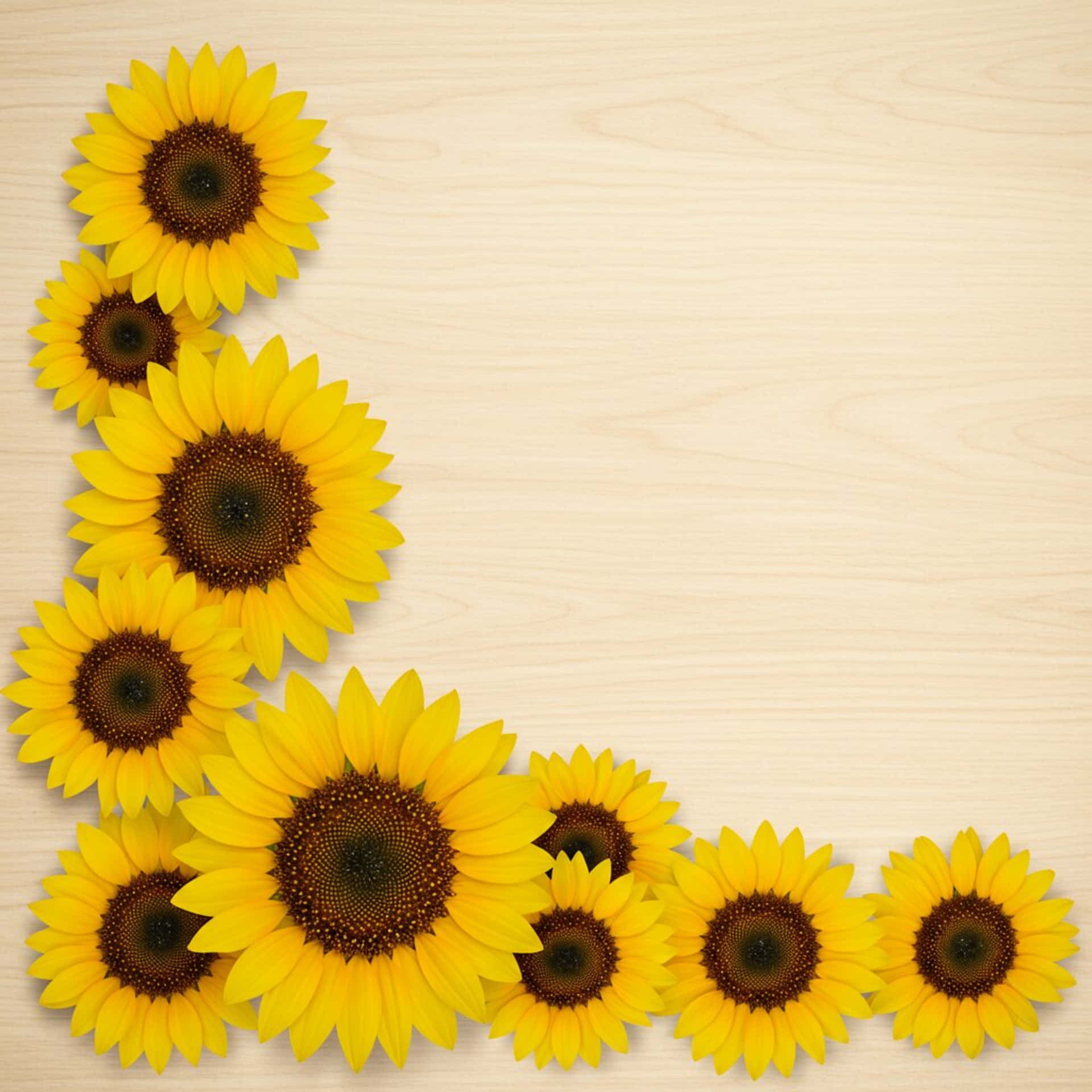 Sunflowers Wallpaper