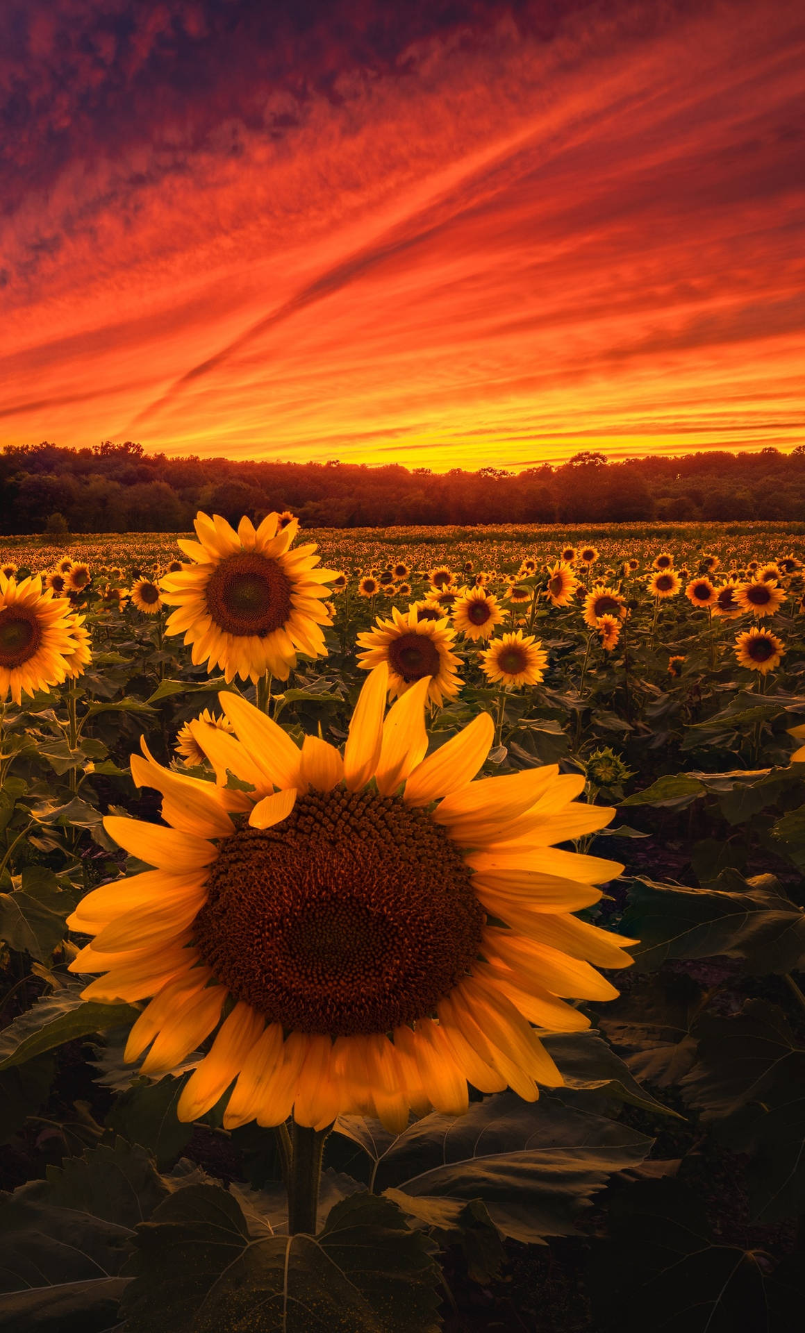 Sunflowers In The Field Wallpaper
