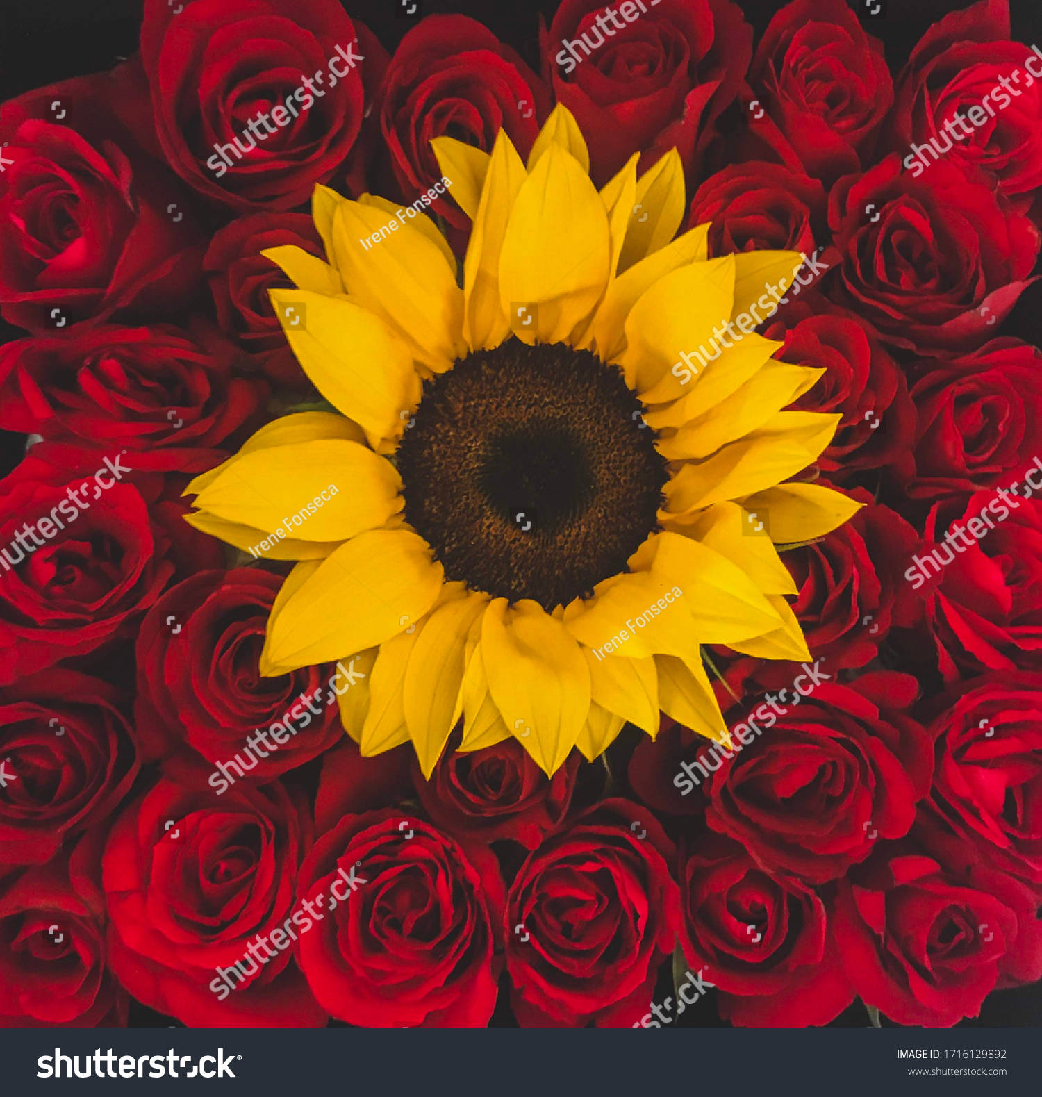 Einbezaubernder Strauß Aus Sonnenblumen Und Rosen Wallpaper