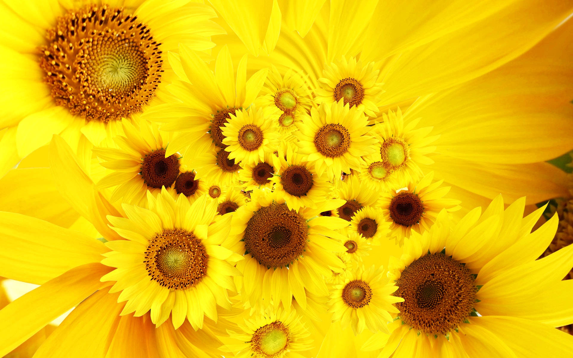 A beautiful bouquet of vibrant sunflowers and roses Wallpaper