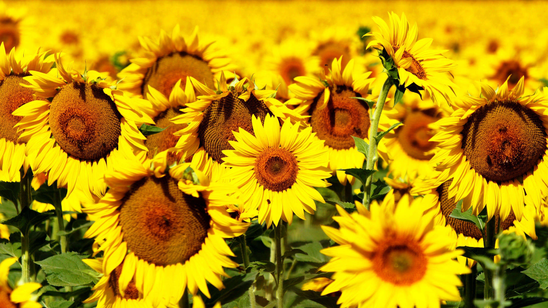 "Brighten up your day with the beauty of sunflowers and roses!" Wallpaper