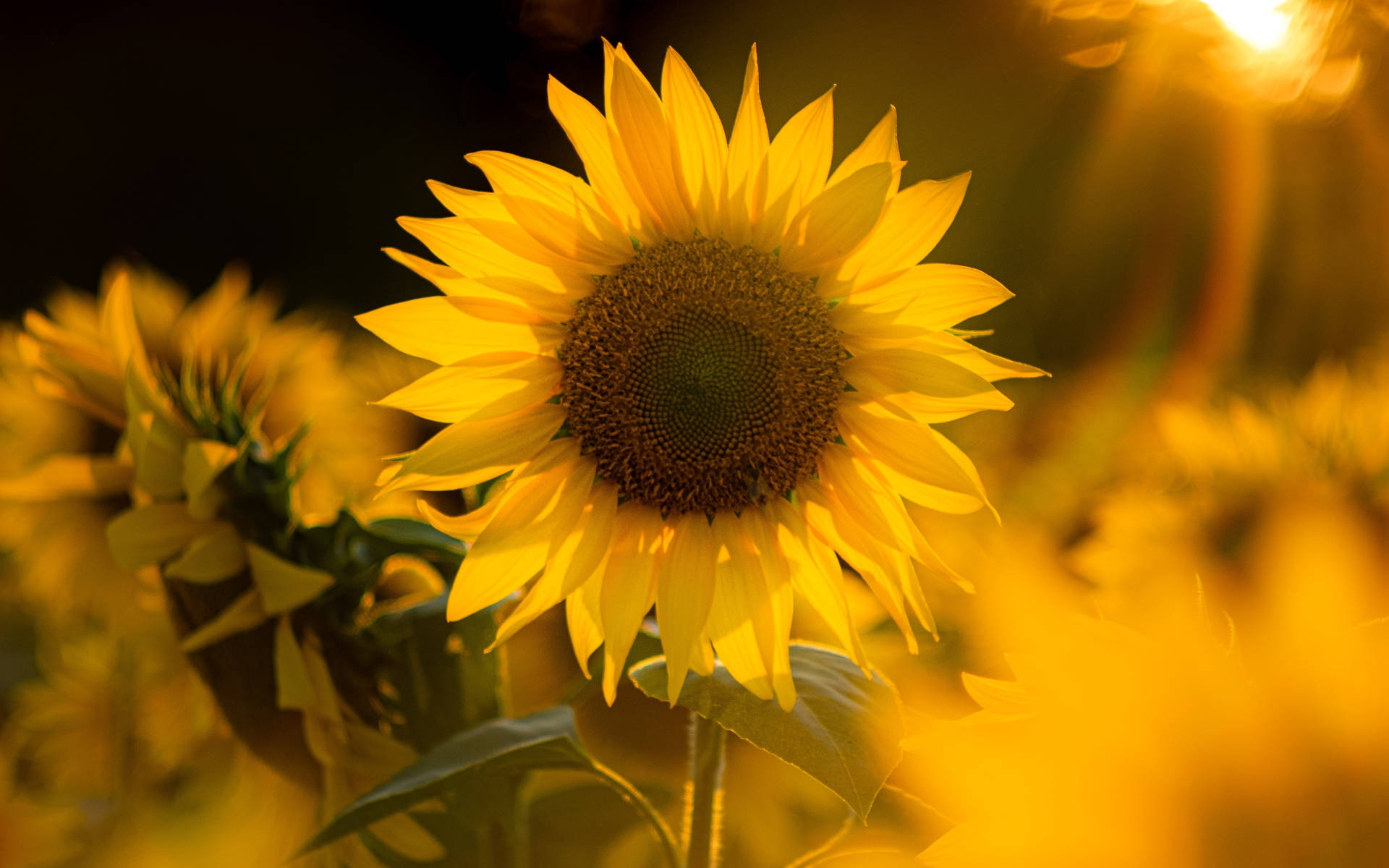 "The beauty of sunflowers and roses" Wallpaper