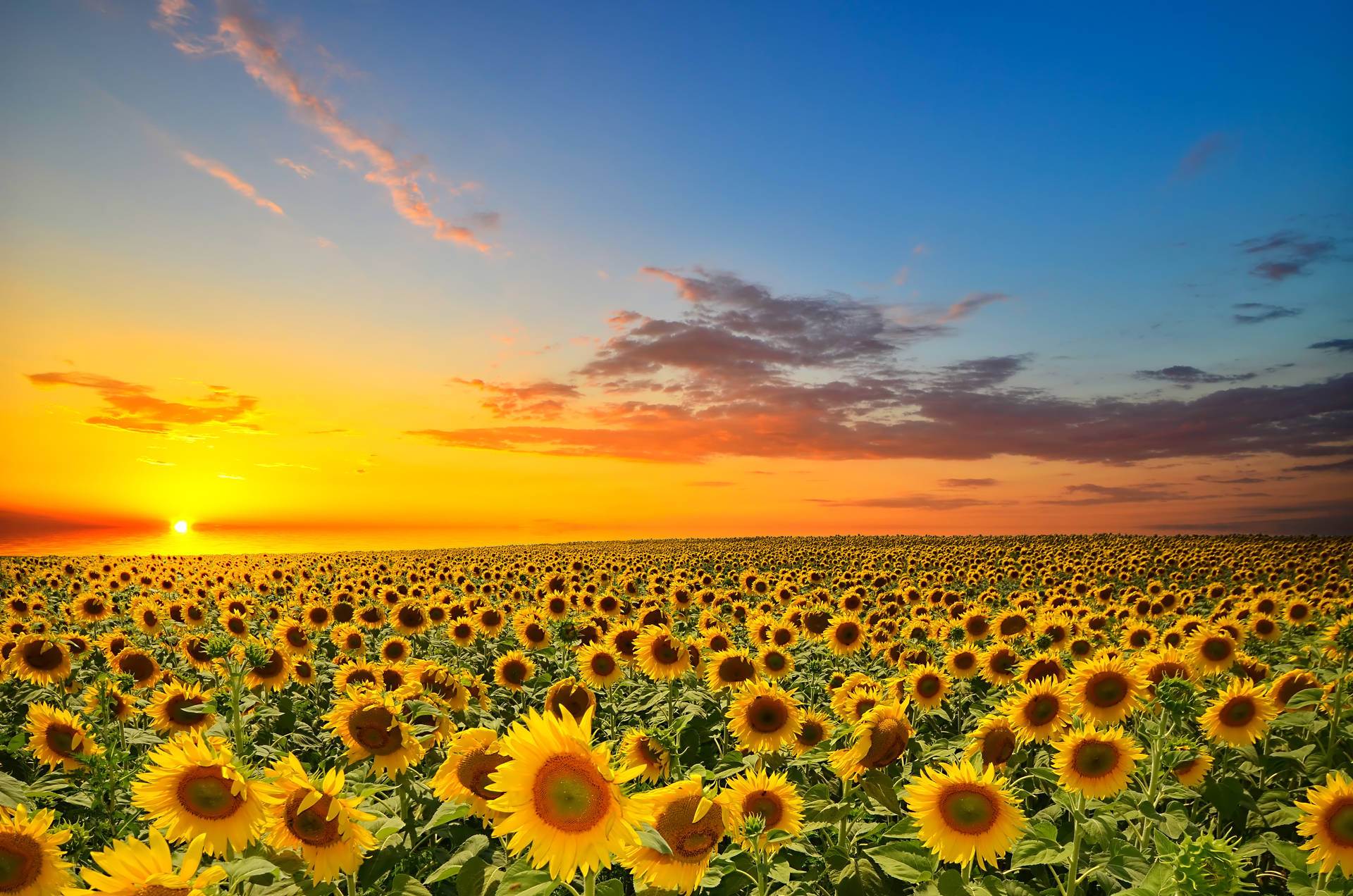 The beauty of sunflowers and roses in one image Wallpaper