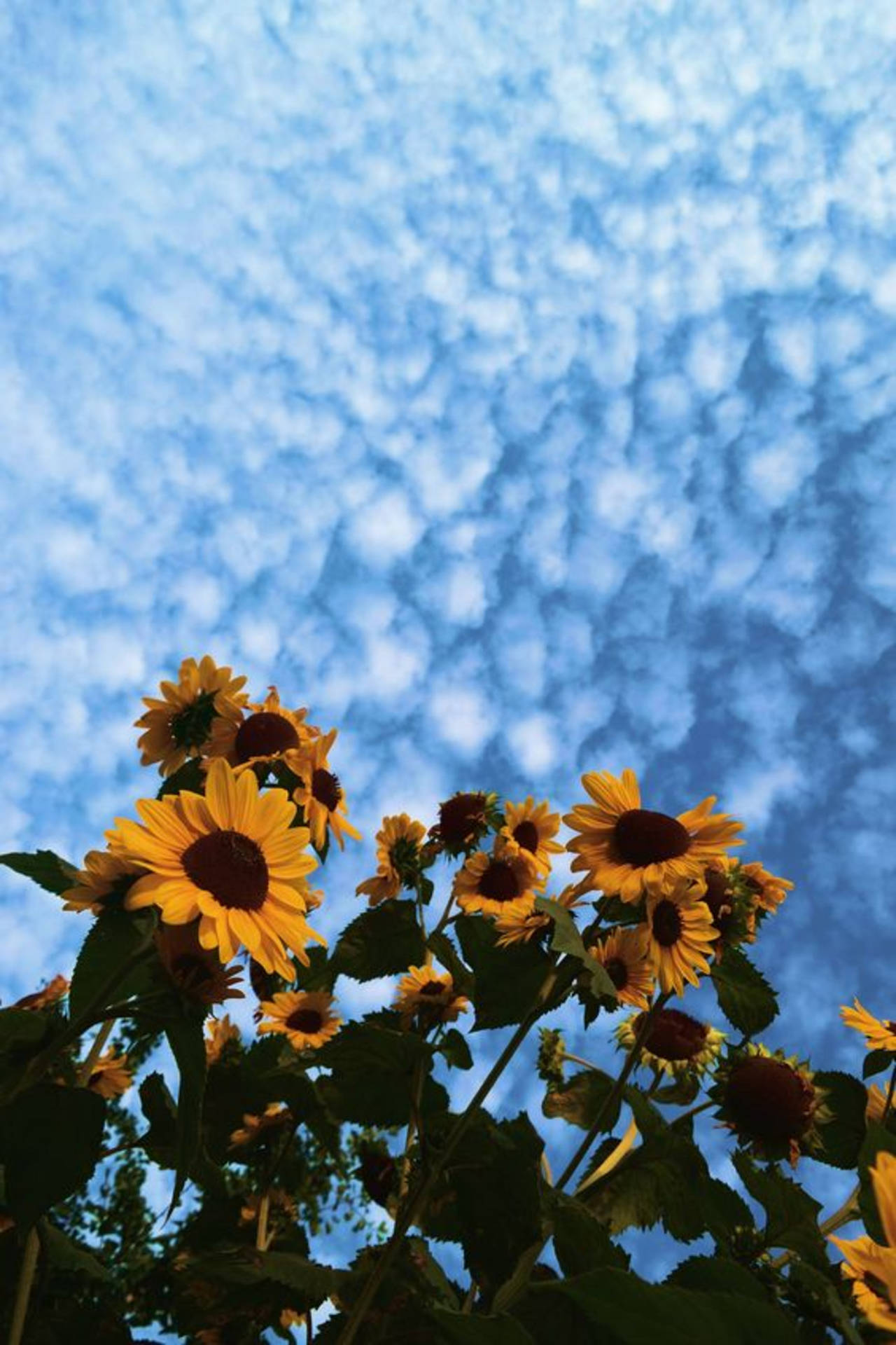 Sunflowers And Sky Aesthetic Iphone 11 Wallpaper