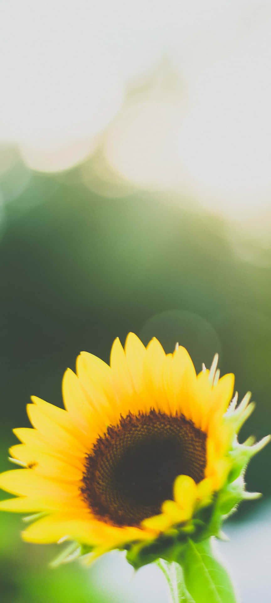 Helleund Schöne Sonnenblumen.