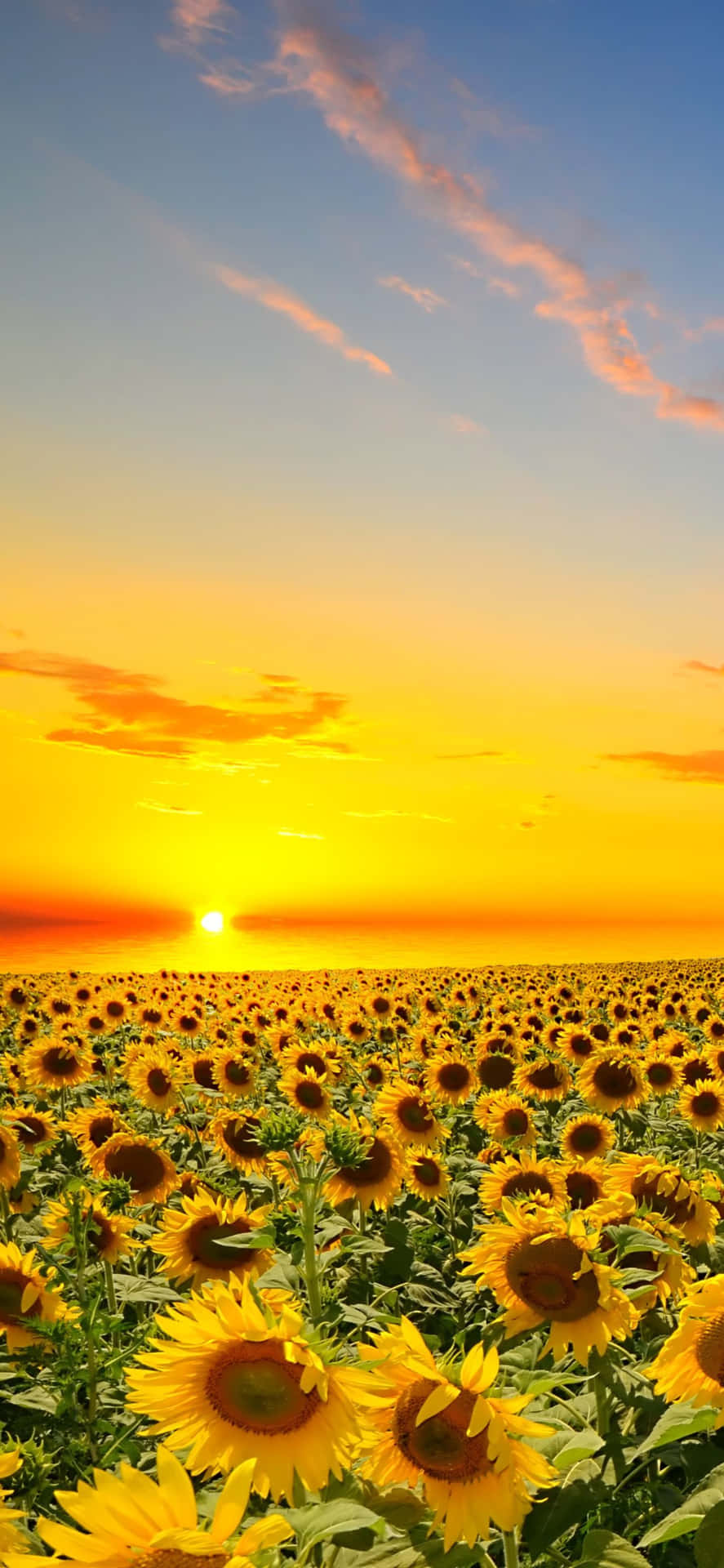Diewahre Schönheit Der Natur - Ein Feld Von Sonnenblumen