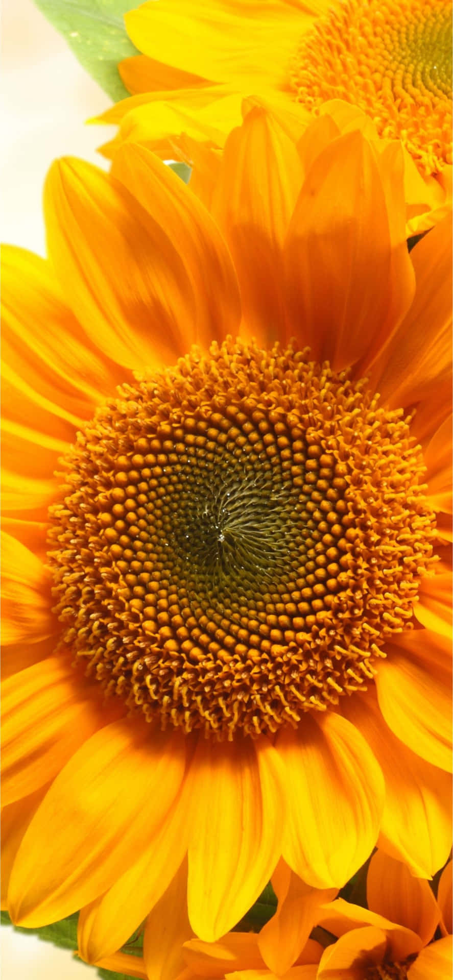 Einenahaufnahme Einer Sonnenblume