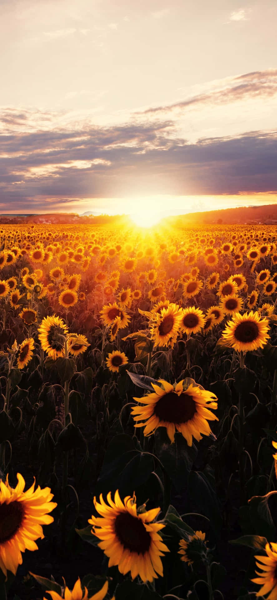 Sonnenblumenauf Dem Feld Bei Sonnenuntergang