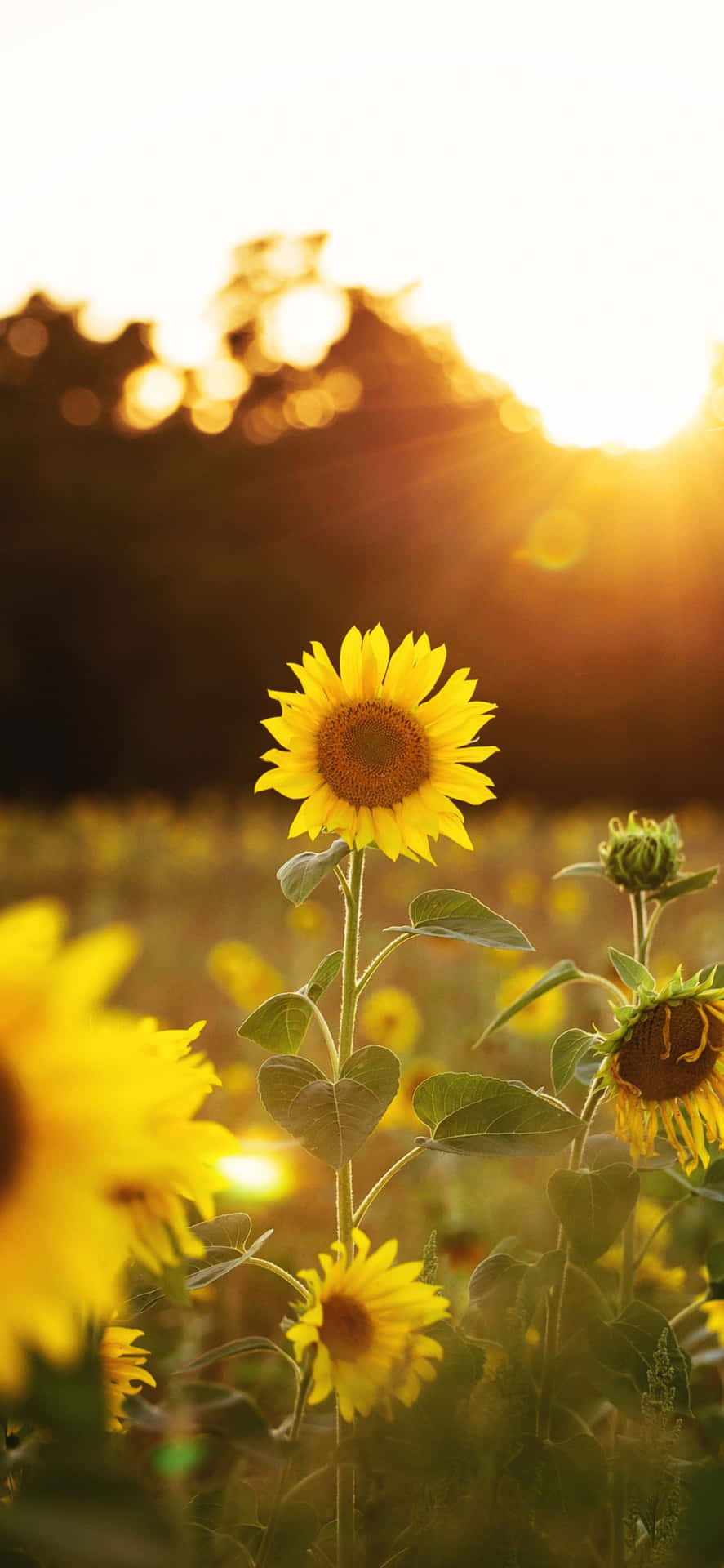 Sunny Display of Joyful Sunflower Blooms