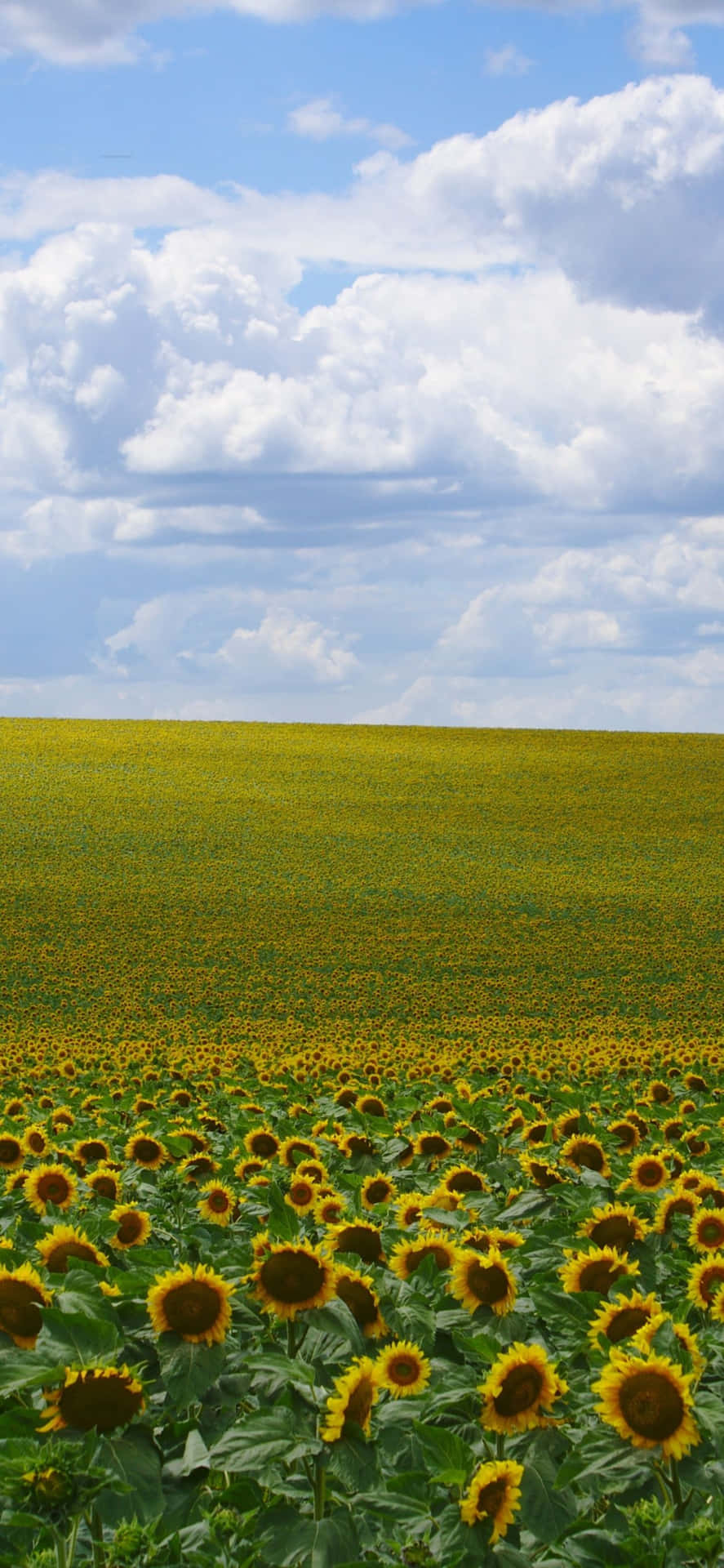 Sunflower field with vibrant colors.