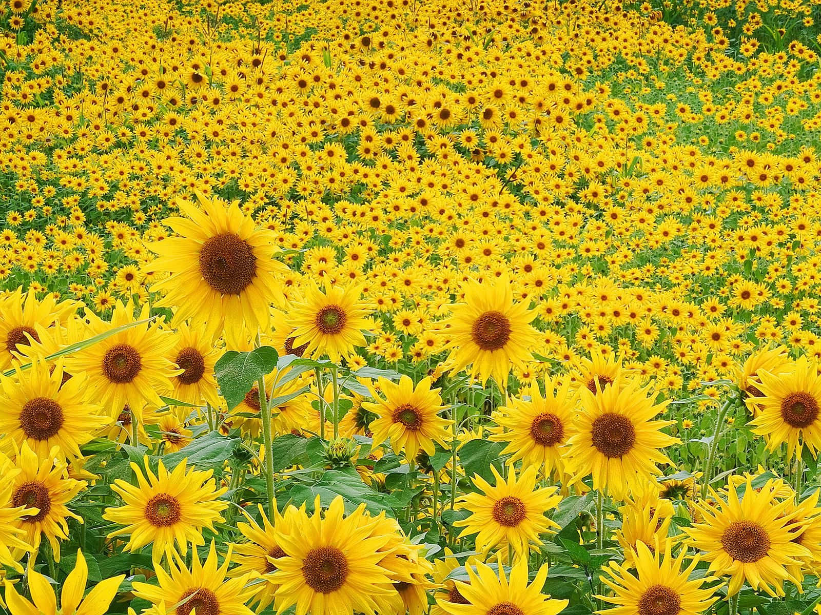 Warm Summer Sunflowers