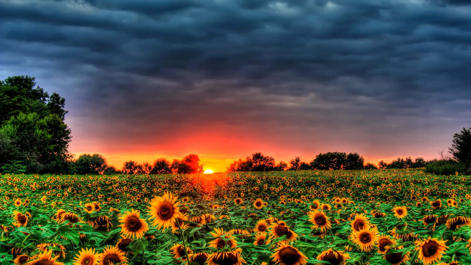 Helleund Wunderschöne Sonnenblumen Auf Einem Sonnenverwöhnten Feld.