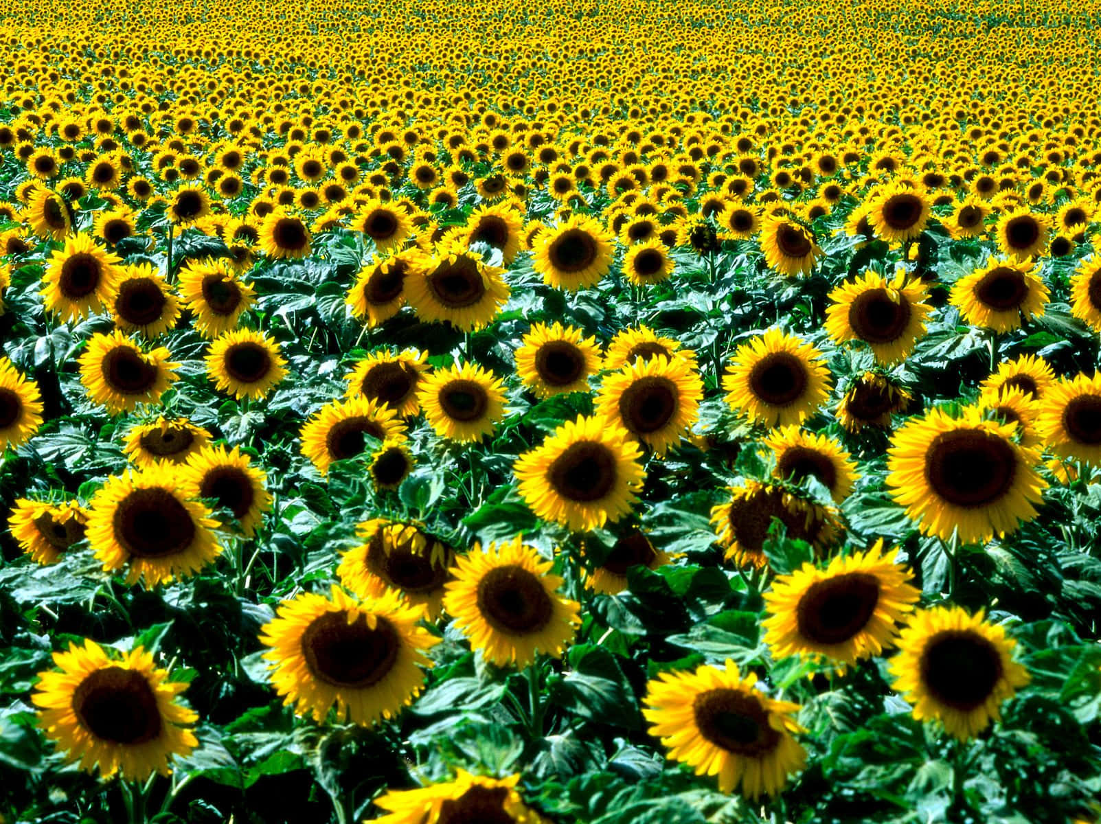 Bright and Cheery Sunflowers