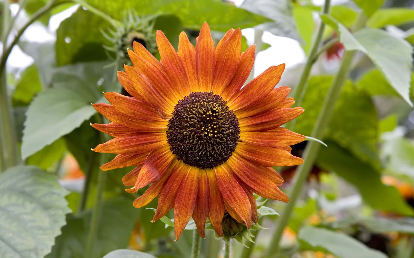 Einenahaufnahme Einer Strahlenden Sonnenblume