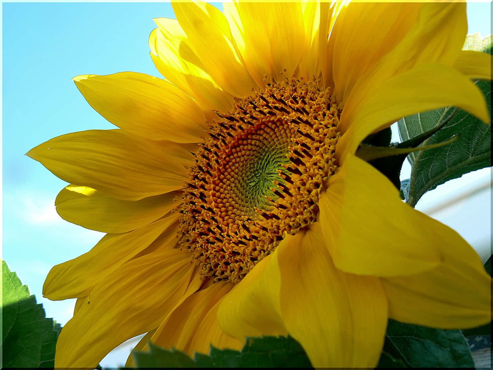Helleund Wunderschöne Sonnenblumen Auf Einem Feld.