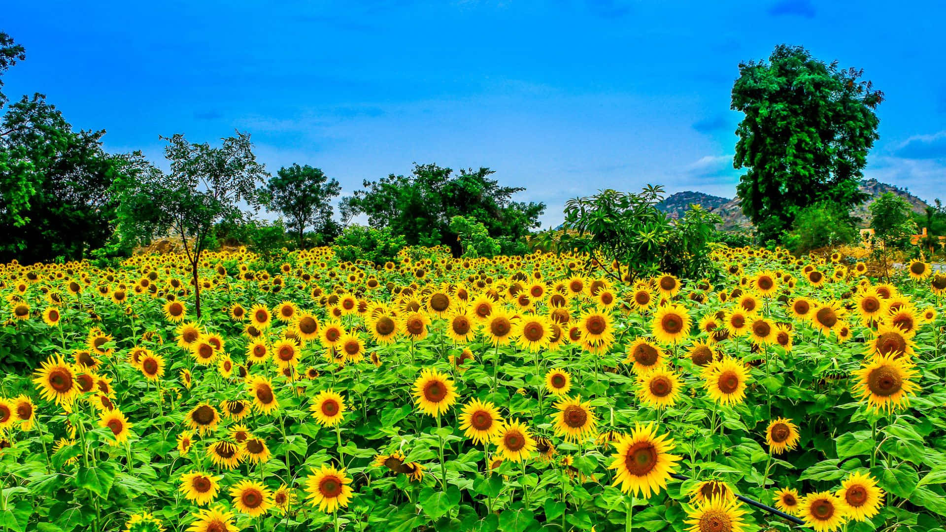 Bright Sunflowers Blooming Under a Sunny Sky