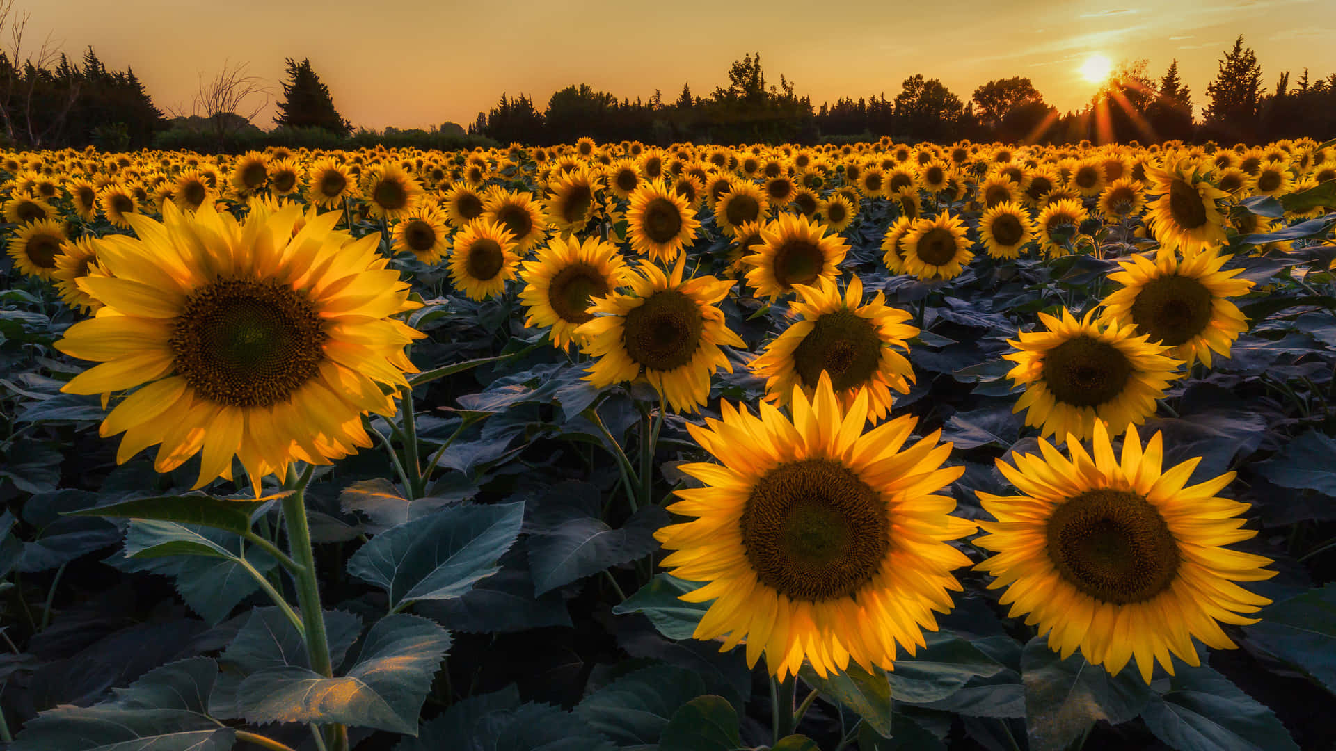 A gorgeous field of golden sunshine