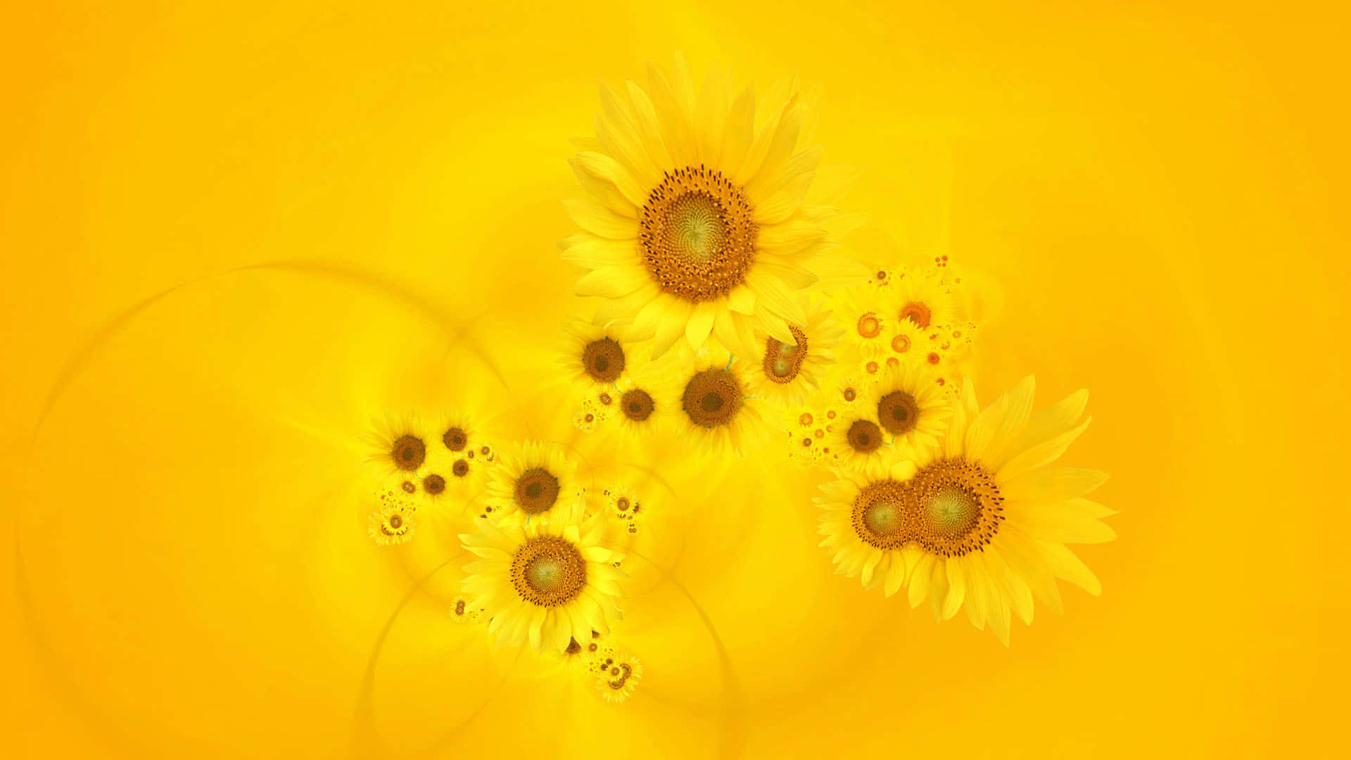 Sonnenblumenwallpaper - Hintergrundbilder