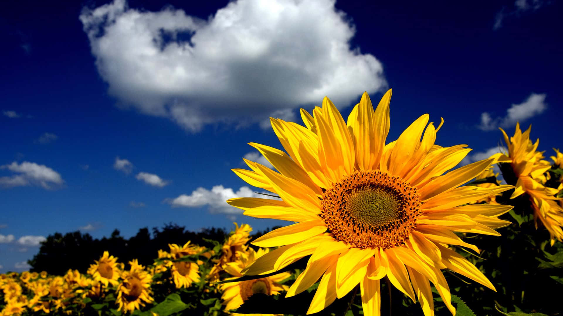 Blooming sunflowers with bright yellow petals in a field