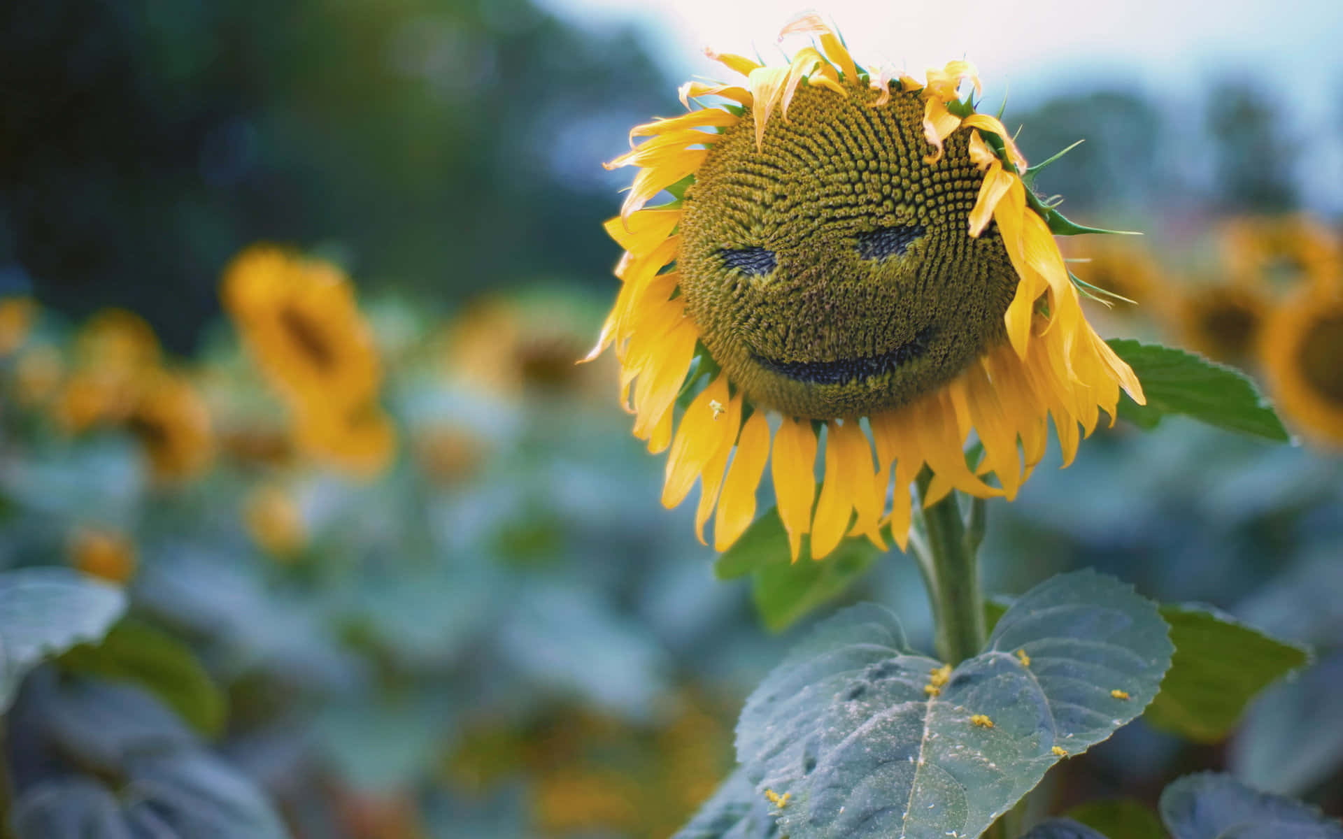 Fröhlichegelbe Sonnenblumen Füllen Eine Wiese Auf Dem Land.