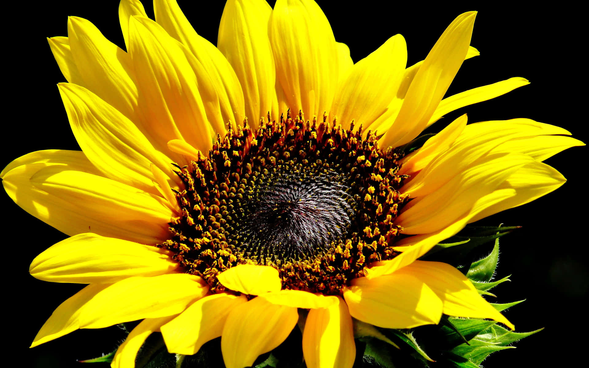 Goldenesonnenblumen Blühen In Der Sommerlichen Sonne.