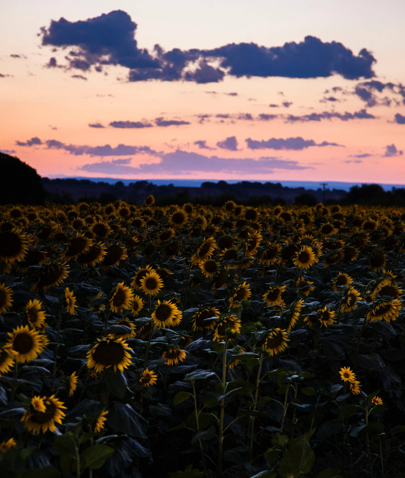 A Field of Bright Yellow Sunflowers Under a Pink Sunset Sky Wallpaper
