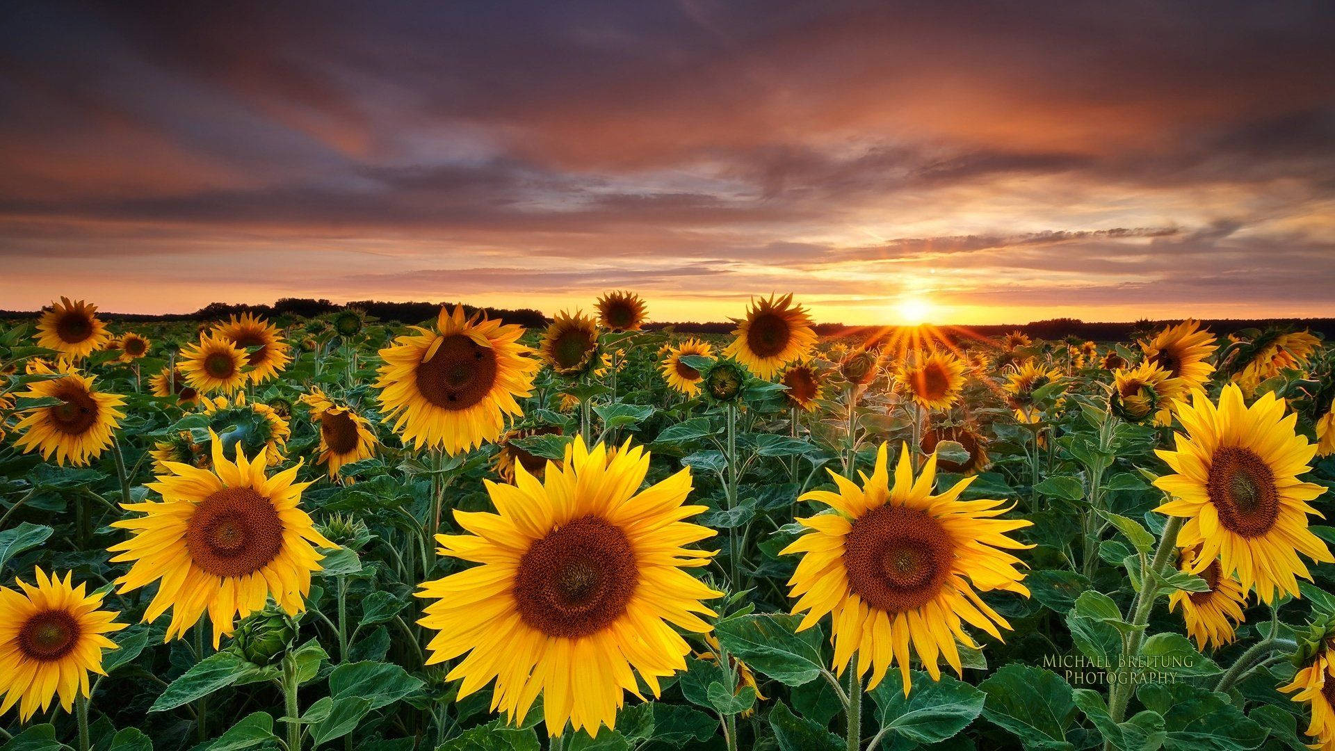 Sunflowers Field At Sunset Background