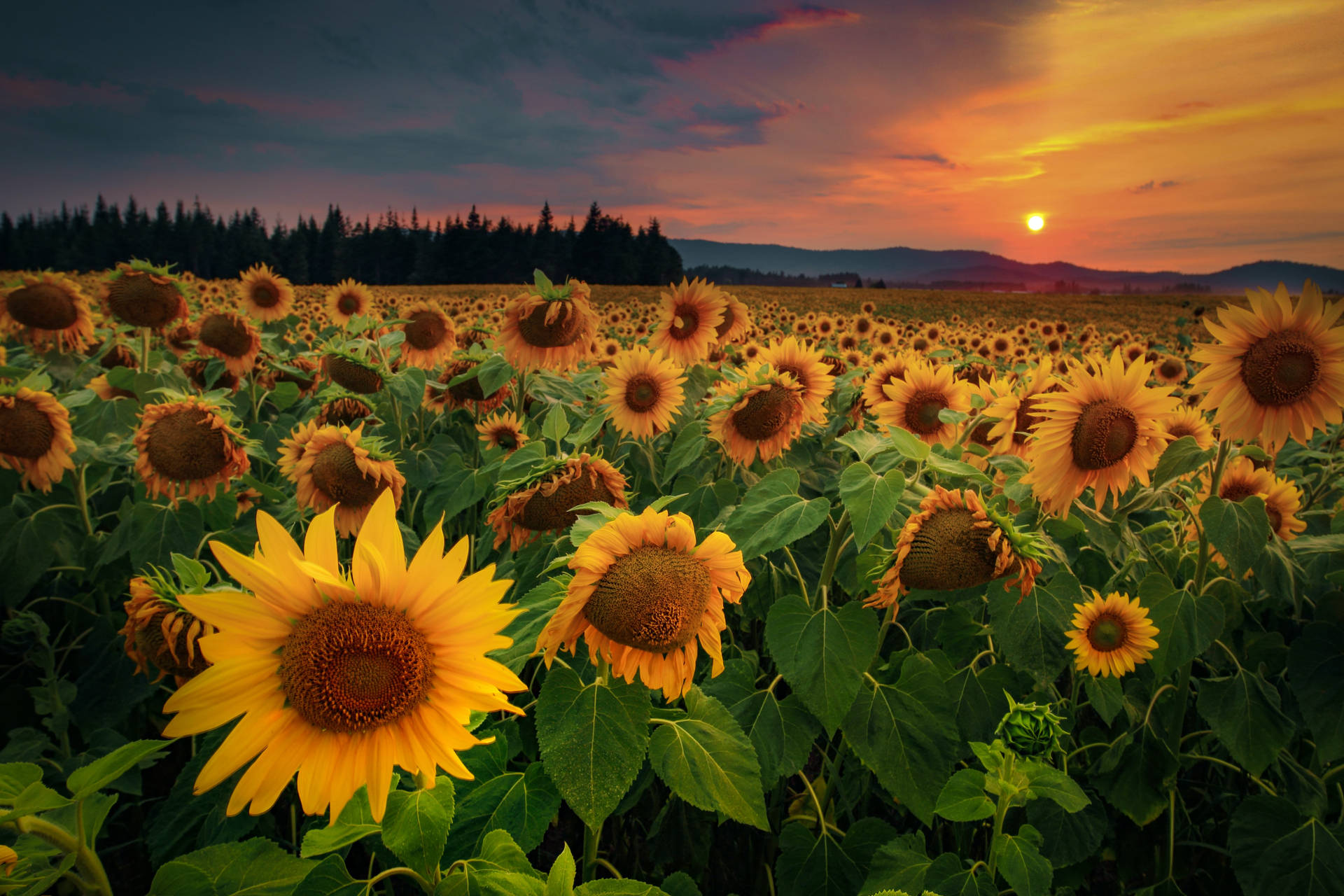 A stunning sunset view of an expansive sunflower field Wallpaper