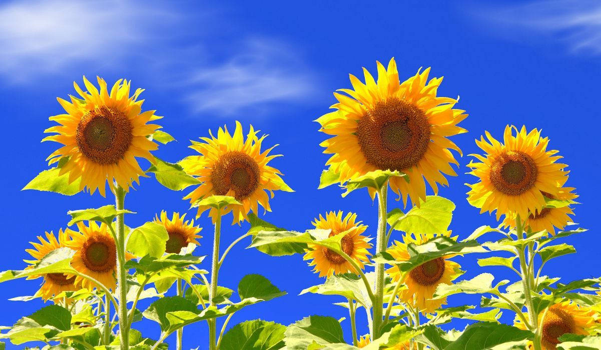 Colorful Sunflower Field in Summer Wallpaper
