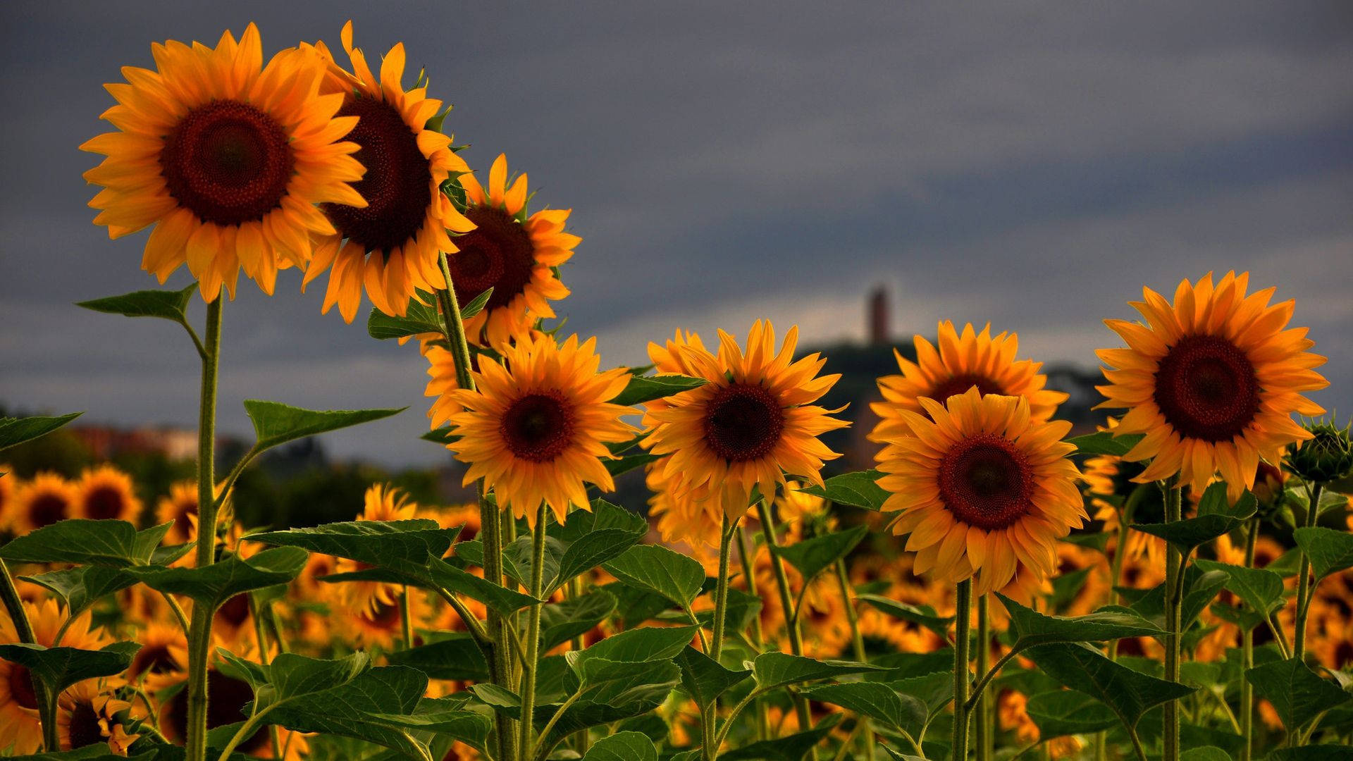 Relax and Enjoy the View of a Stunning Sunflower Field Wallpaper