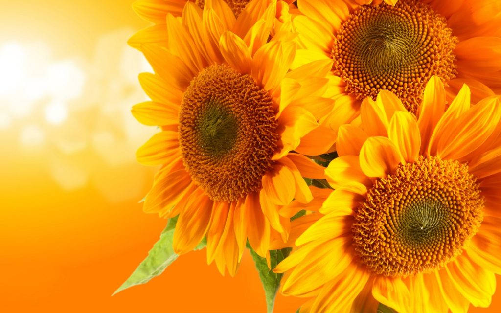 Sonnenblumenauf Orangem Und Gelbem Hintergrund Wallpaper