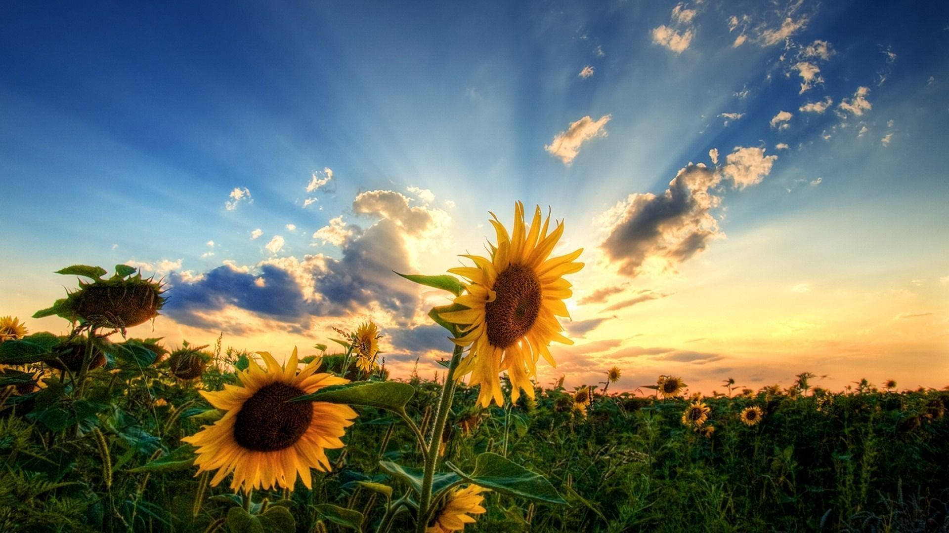 Sunflowers In Summer Sunset