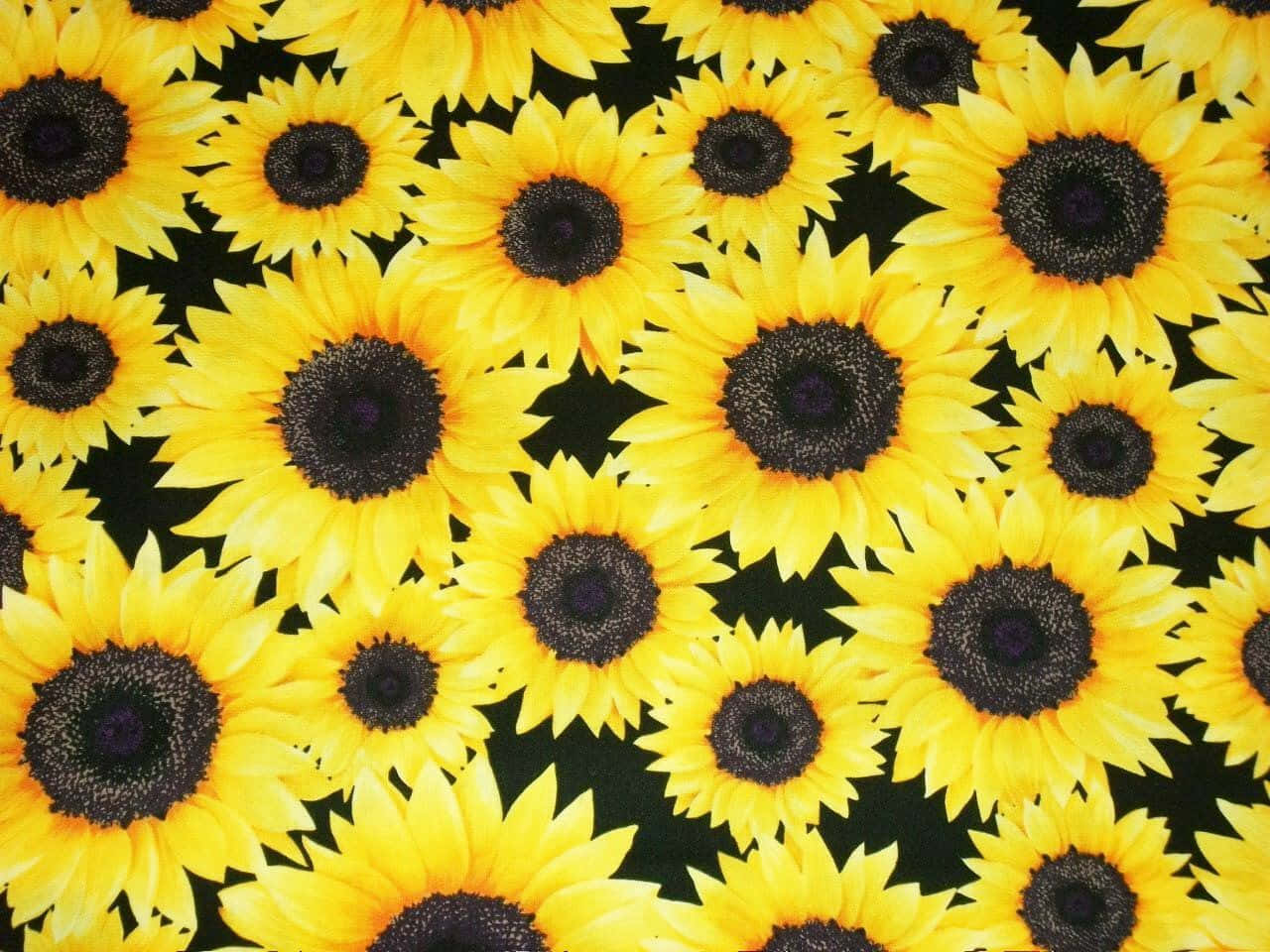a black background with yellow sunflowers