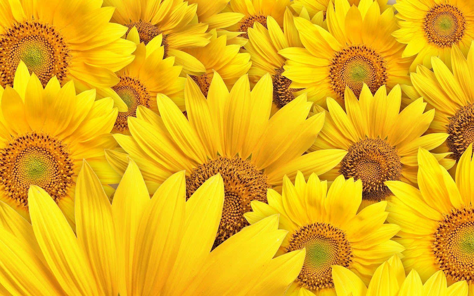 Bright Yellow Sunflowers Close-up Picture