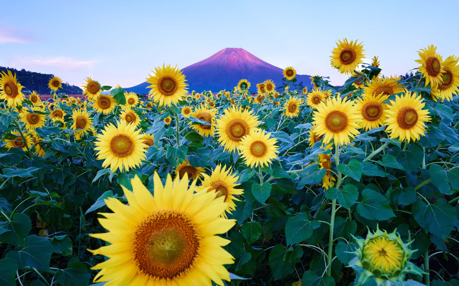 sunflowers in front of a mountain
