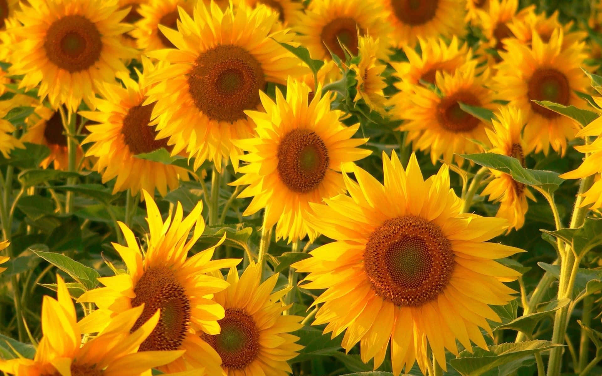 a field of sunflowers with many bright yellow flowers