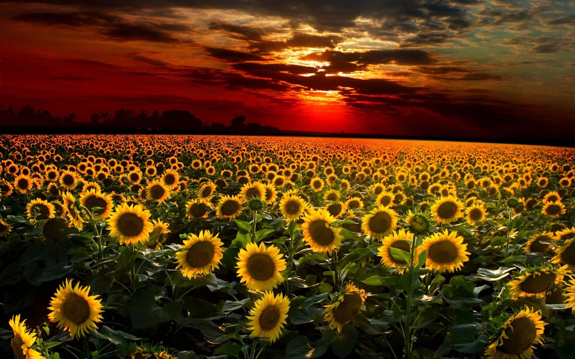 sunflowers in the field at sunset