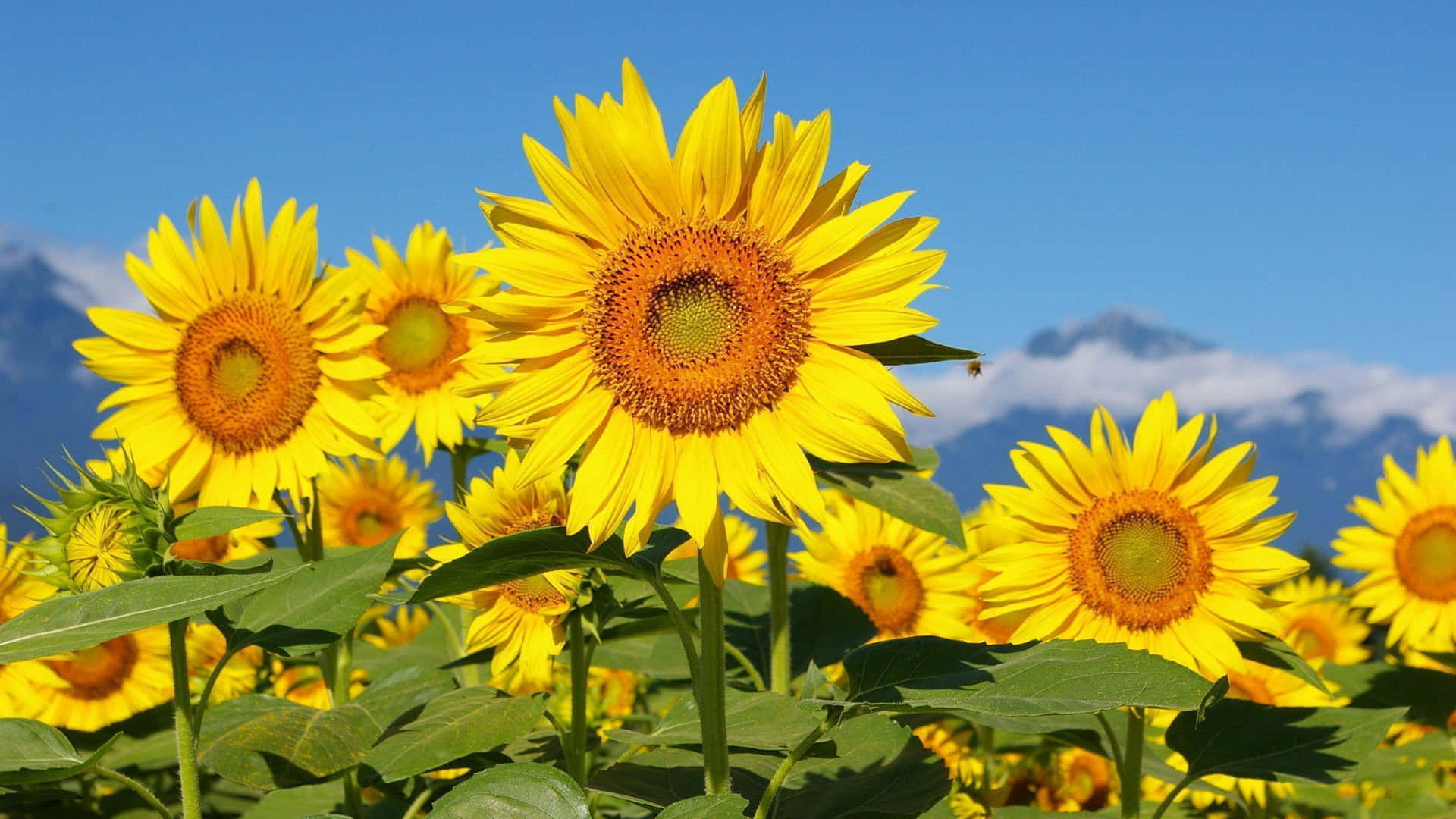 sunflowers in a field with mountains in the background