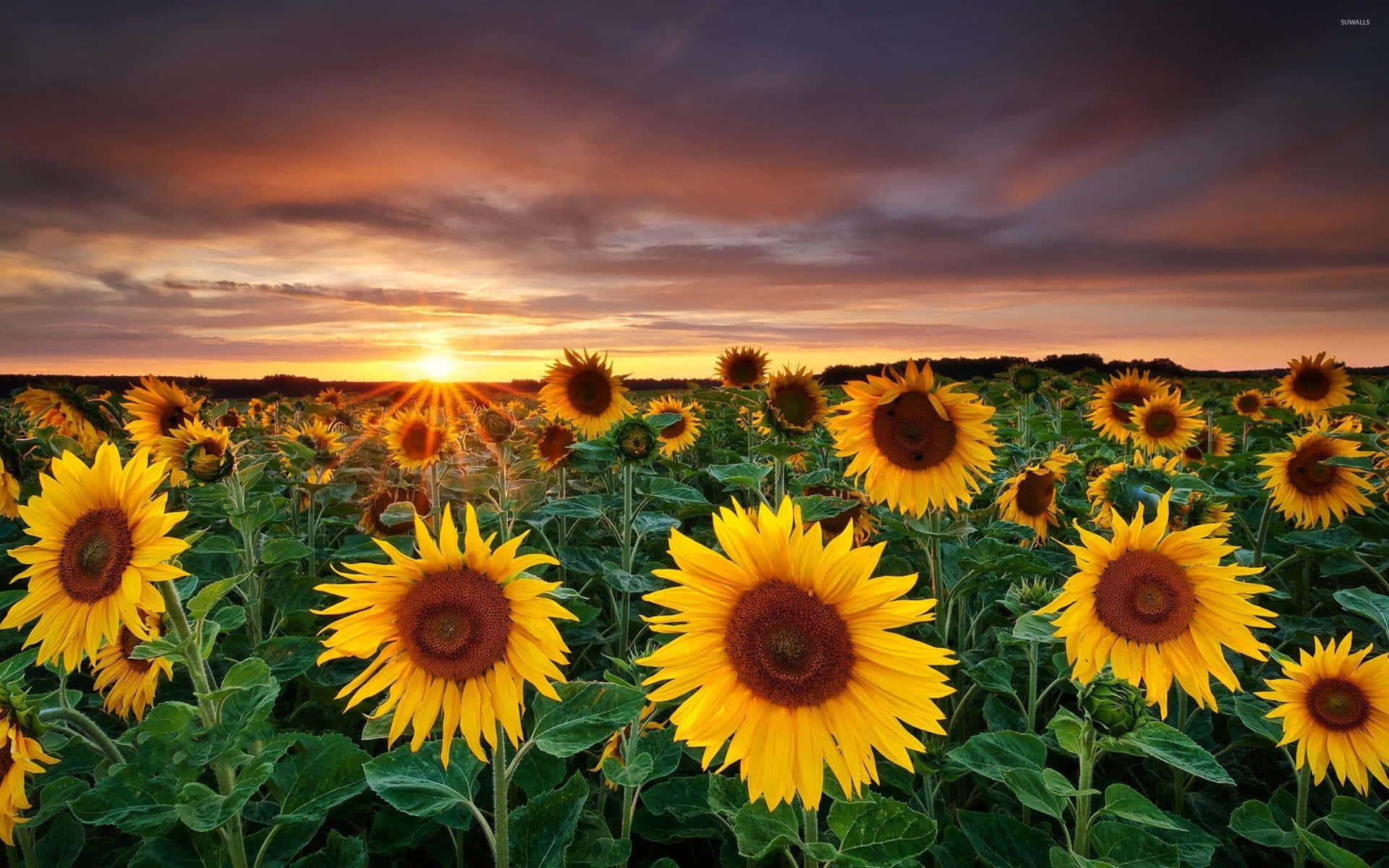 sunflowers in the field at sunset