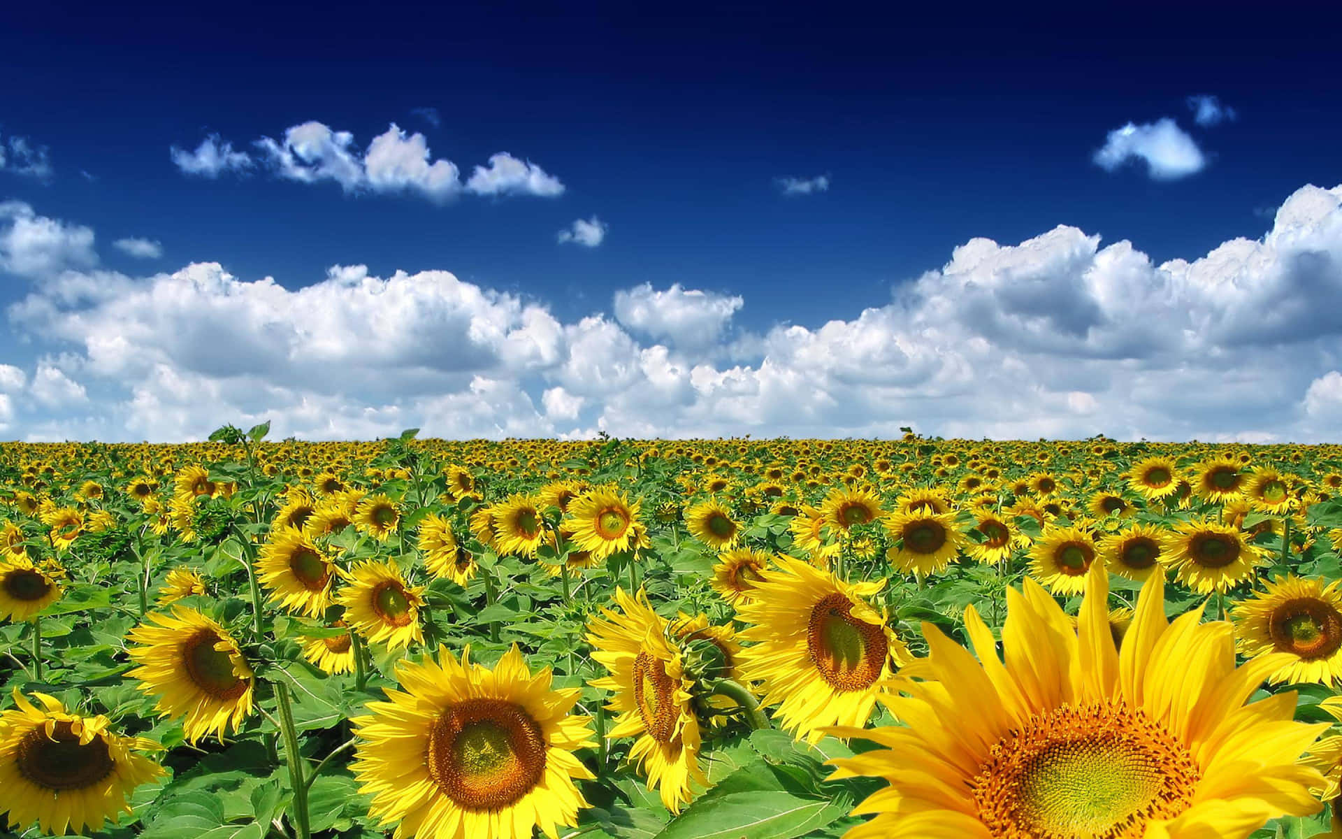 sunflowers in a field under a blue sky