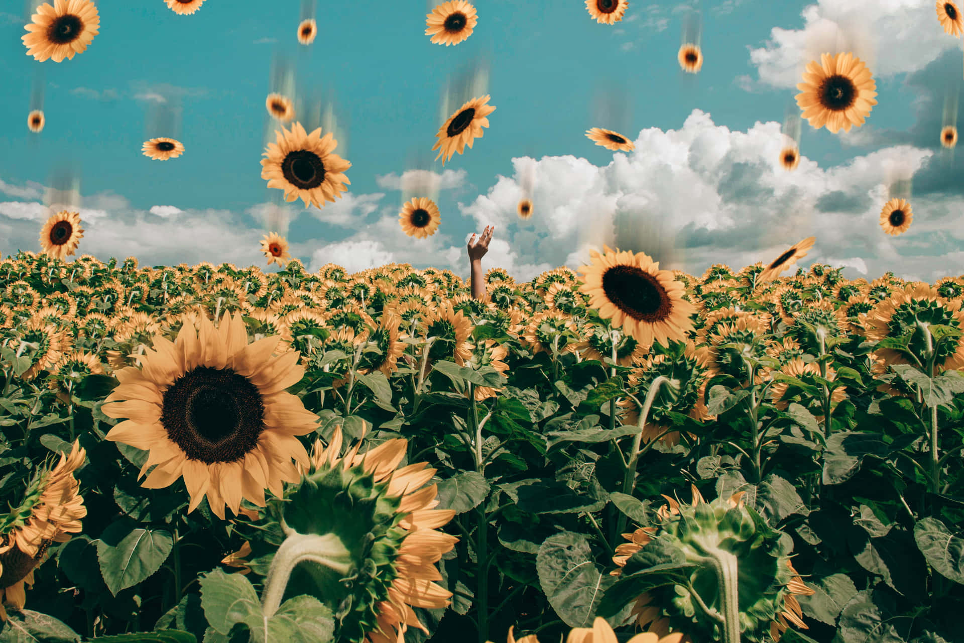 sunflowers in the field with clouds in the sky