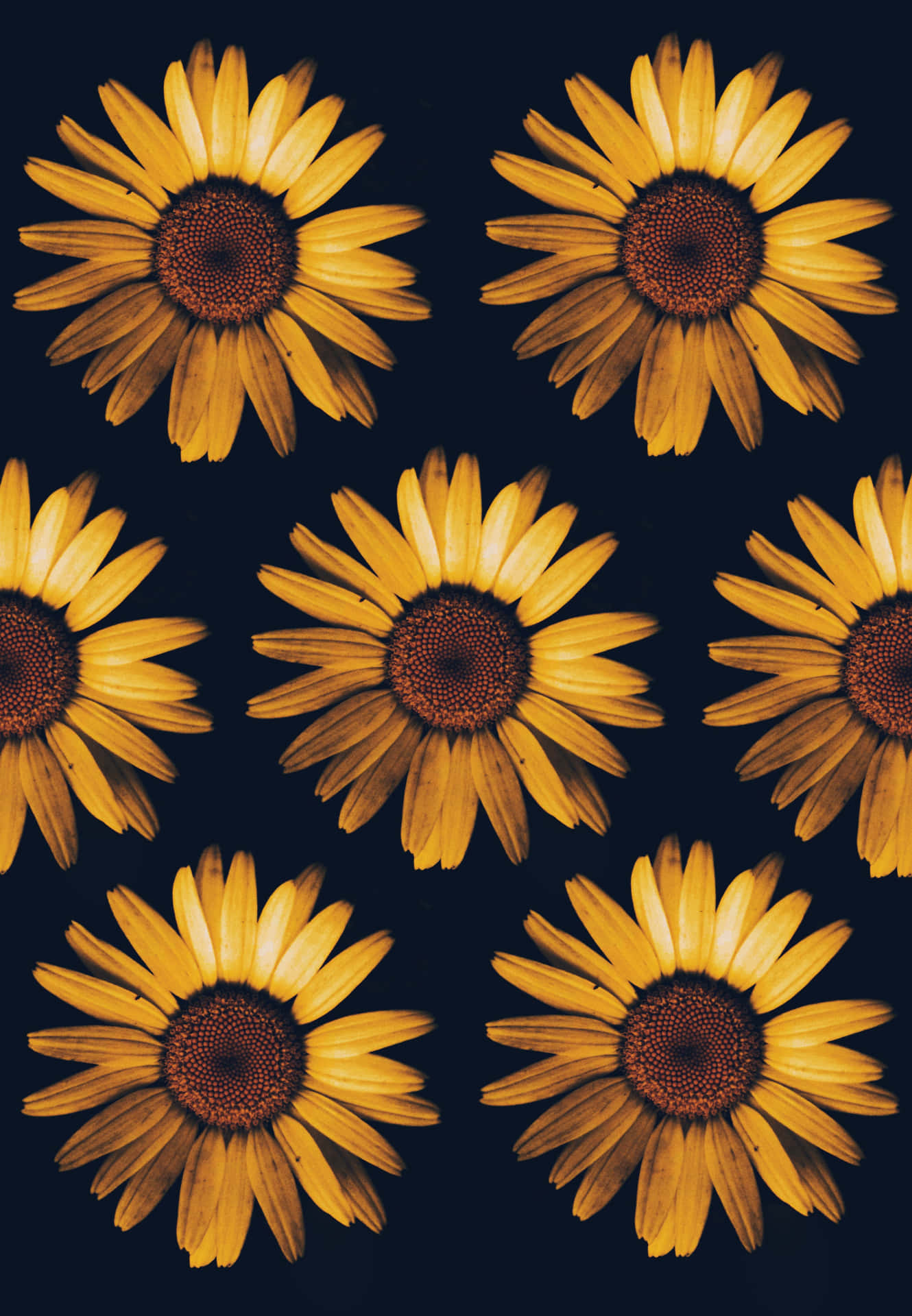 sunflowers on a dark background