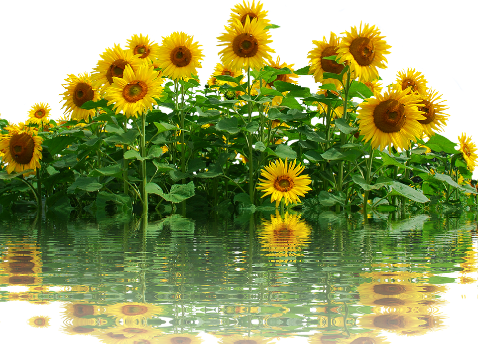 Sunflowers_ Reflecting_on_ Water PNG