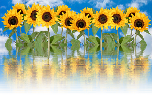 Sunflowers Reflection Water Sky PNG