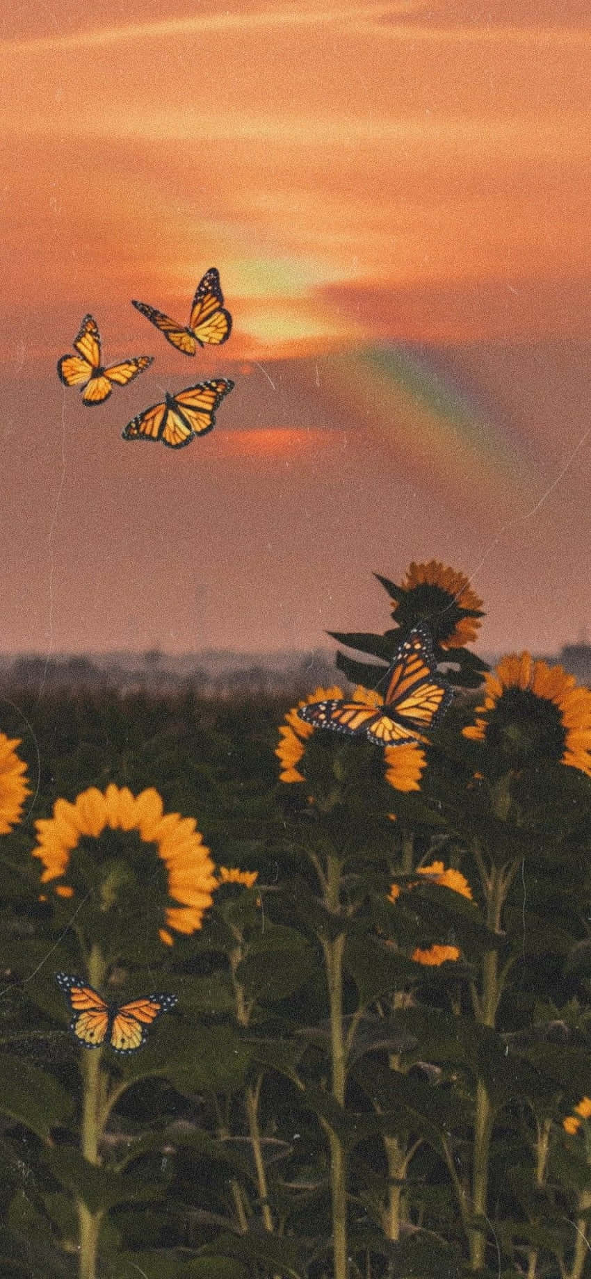 Sunflowers With Butterflies At Sunset.jpg Wallpaper