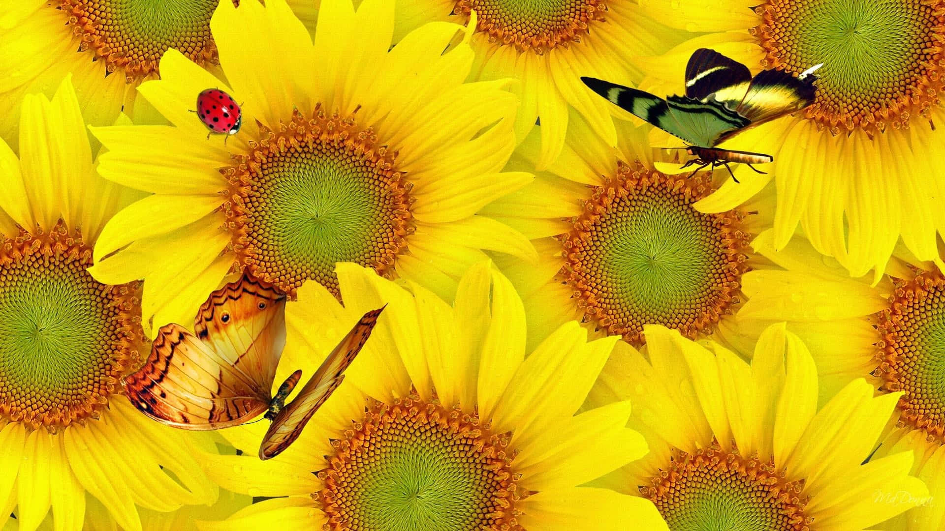 Sunflowers_with_ Butterfly_and_ Ladybug Wallpaper