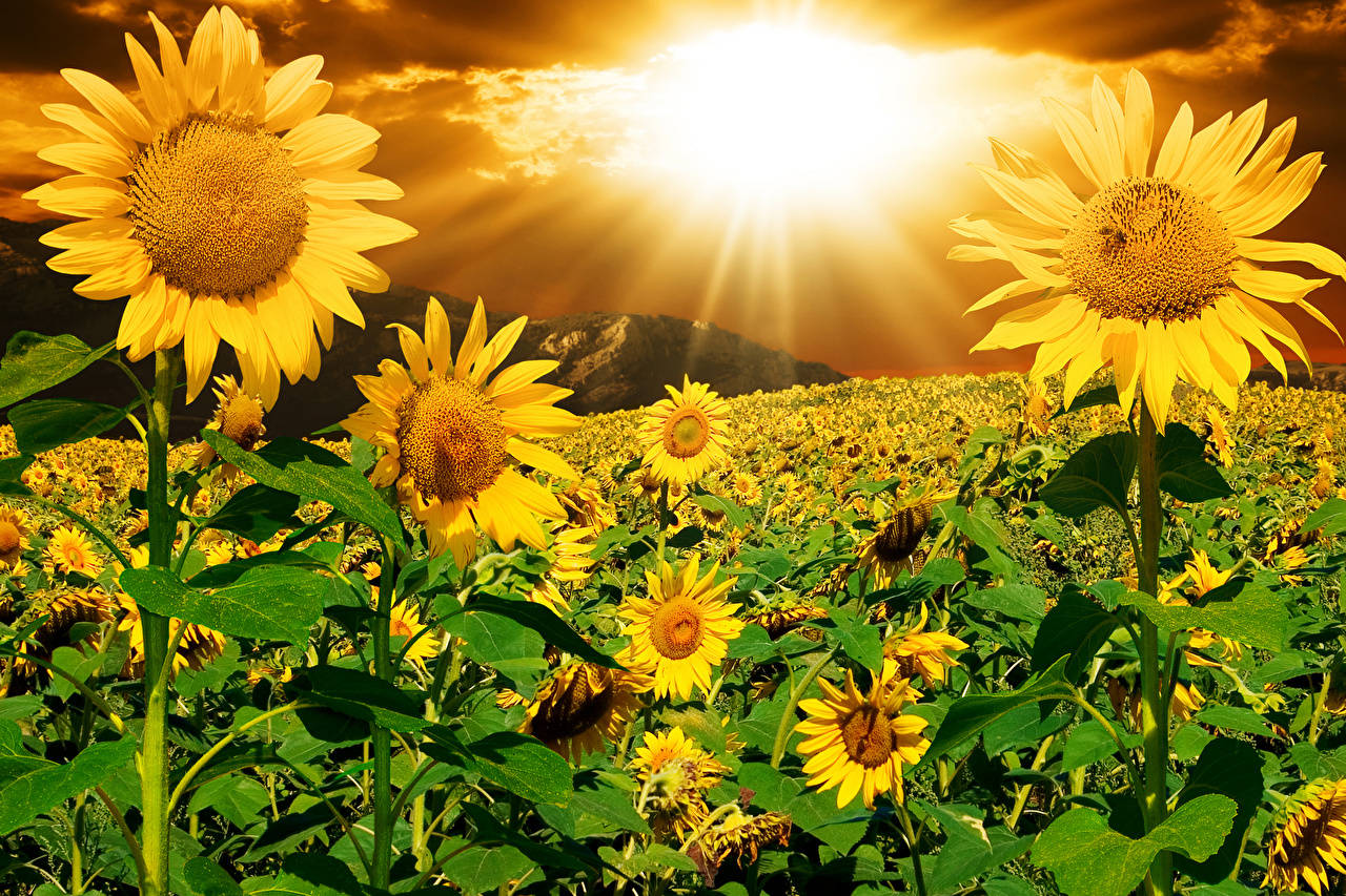 Sunflowers With Sun Ray Morning Glory Background