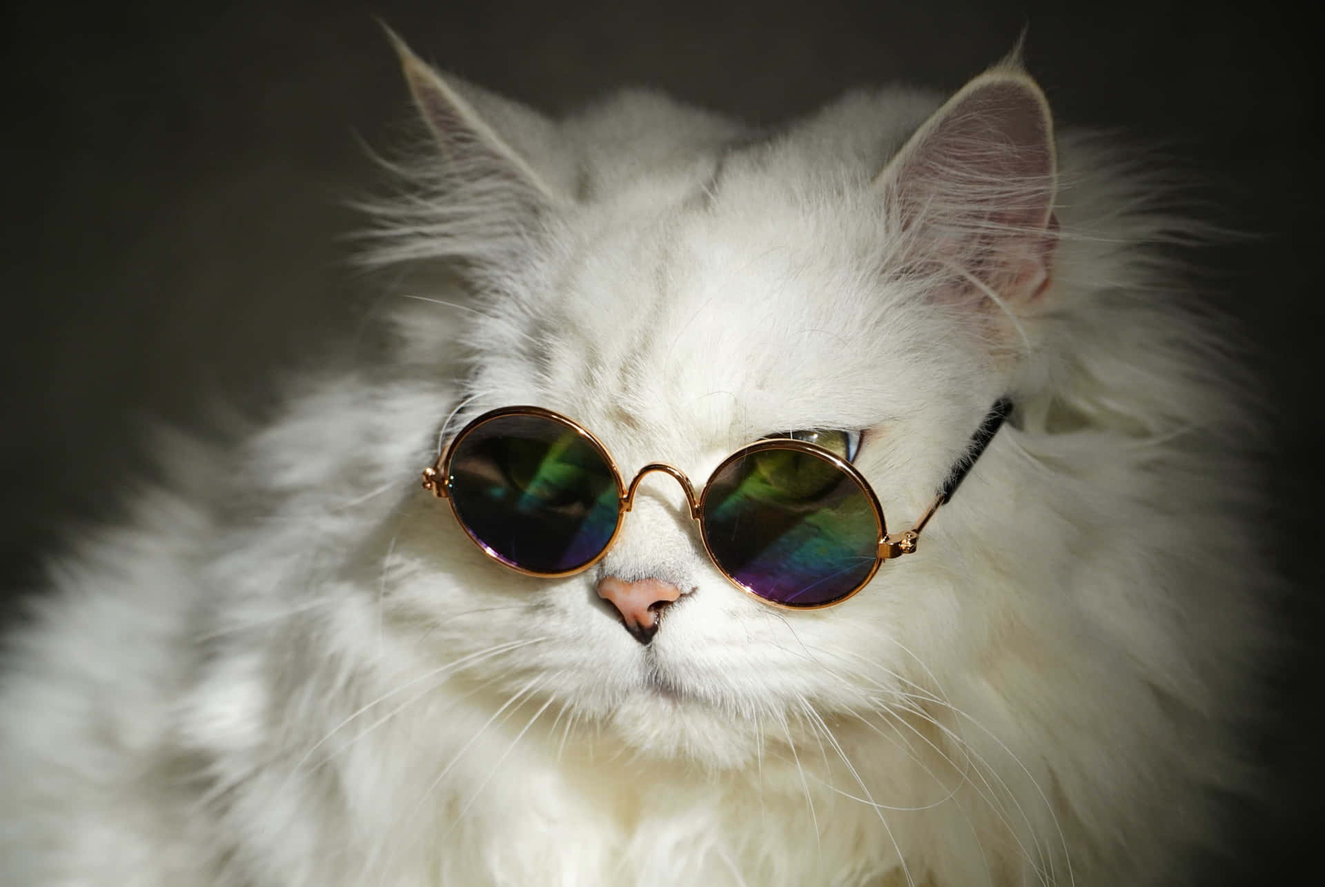 Cool Cat Retro Sunglasses Stock Photos and Images - 123RF-tuongthan.vn