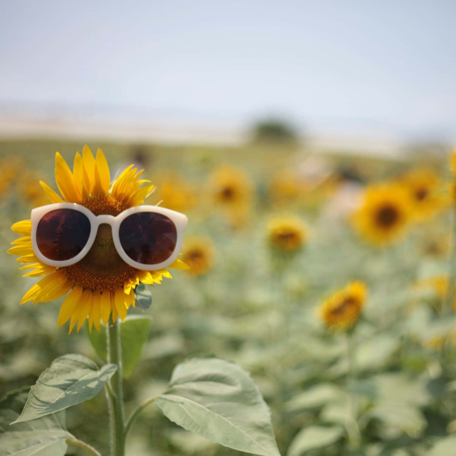 Sunglasses Sporting Sunflowerin Field Wallpaper